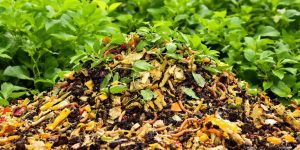 Colorful compost pile with organic materials and greenery.