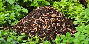 A compost heap with plants and earthworms in a garden.